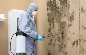 Best Attic Mold Removal in Abaster, AL